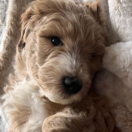 Goldendoodle Puppies from J’s Goldendoodles