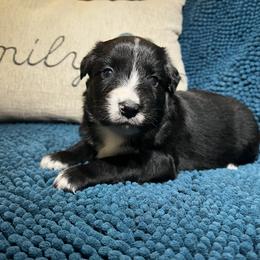 Lumi - Black tri-color female Australian Shepherd puppy in Piedmont, Oklahoma from HeartDriven Aussies