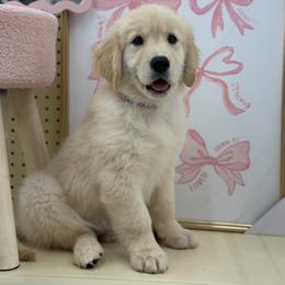 Golden Retriever Puppies from Glimmer Goldens