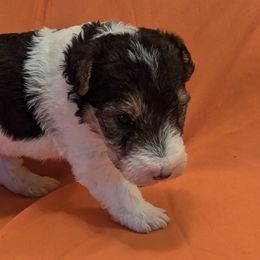 Wire Fox Terriers from RUFF-N-READY GROOMING & BREEDING