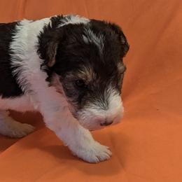 Wire Fox Terriers from RUFF-N-READY GROOMING & BREEDING