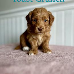 Cinnamon Toast Crunch - Red  female Goldendoodle puppy in Taylorsville, North Carolina from Heartfelt Doodles