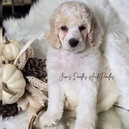 Duke - Parti male Poodle puppy in Cleveland, Georgia from Jam's Doodles And Poodles