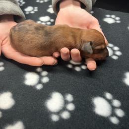 White - Dapple female Dachshund puppy in Saint Albans, Maine from Australian Cattle Cuties and littles