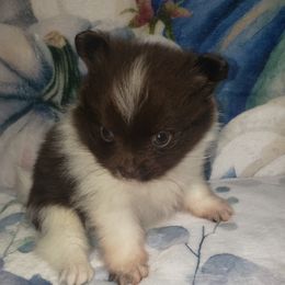 Wraith - Chocolate male Pomeranian puppy in Weatherford, Texas from Jeweled Poms