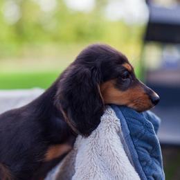 Mina - Black and tan female Dachshund puppy in Tampa, Florida from EntityDachs