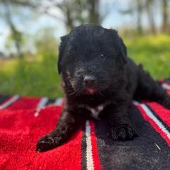 Sky - Black female Bordoodle puppy in Winnsboro, Texas from Pecan Grove Pups