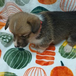 Pembroke Welsh Corgi Puppies from Episode Corgis