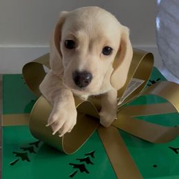 Boss - Cream male Dachshund puppy in El Cajon, California from roxiesdoxies