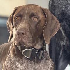 Rex - German Shorthaired Pointer