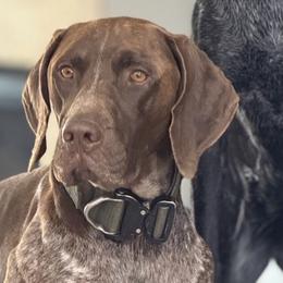 Rex - German Shorthaired Pointer