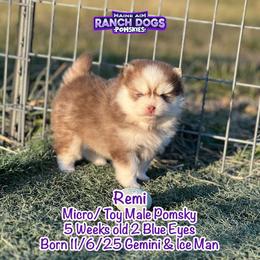 Remi - Red and white male Pomsky puppy in Humeston, Iowa from M.A.R. Dogs