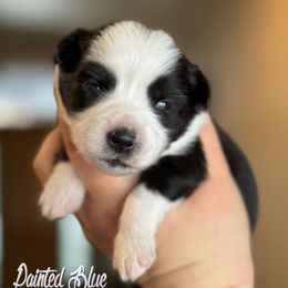 Australian Shepherd, Miniature American Shepherd, Miniature Australian Shepherd, and Toy Australian Shepherd Puppies from Painted Blue Aussies