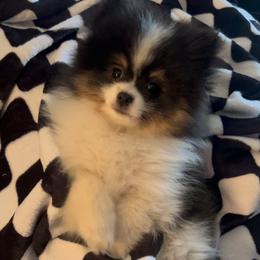 Mario - Tri-colored Pomeranian puppy in Burton, Michigan from Rangers Pomeranians