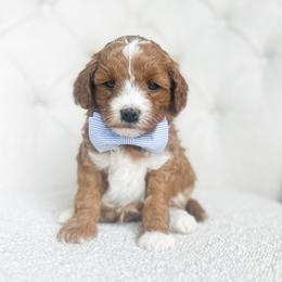 Salty - Red  male Goldendoodle puppy in Sterling, Illinois from Charley's Goldendoodles