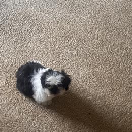 Shih Tzu Puppies from Adams Pawsitive Pawfection