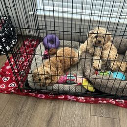 Boxer and Cavapoo Puppies from Acadian Kennels