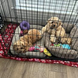 Boxer and Cavapoo Puppies from Acadian Kennels
