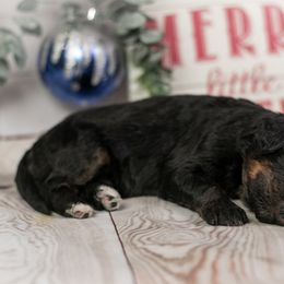 Fitz Roy - Gentle Boy - Phantom male Bernedoodle puppy in Eureka, Illinois from Joley Aire Family Dogs