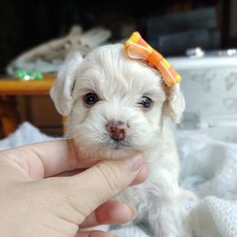 Korean Taiyang - White male Maltipoo puppy in Barren Springs, Virginia from Seeking Shalom Acres Maltese, Maltipoos & Havamalts