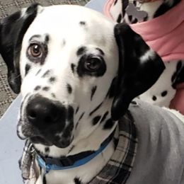 Cockapoos, Cocker Spaniels, Dalmatians, and Poodles from Child's Canine Companions