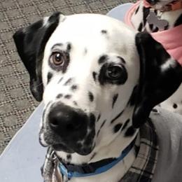 Cockapoos, Cocker Spaniels, Dalmatians, and Poodles from Child's Canine Companions
