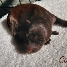 Caleb - Chocolate male Goldendoodle puppy in Eau Claire, Wisconsin from Fisher River Doodle's