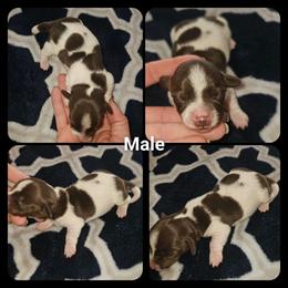 Dallas - Chocolate male Dachshund puppy in Poplar Bluff, Missouri from DT Dachshunds