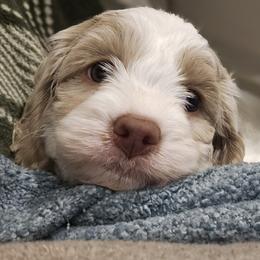 Green Male - Red and white male Cockapoo puppy in Mocksville, North Carolina from Hunting Creek Farm & Kennel