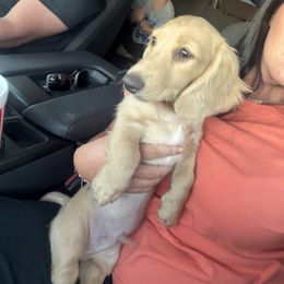 Bubba - Cream male Dachshund puppy in Stamford, Texas from West Texas Miniature Dachshunds
