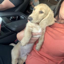 Bubba - Cream male Dachshund puppy in Stamford, Texas from West Texas Miniature Dachshunds