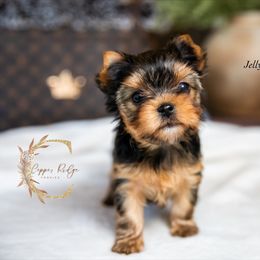 Jellybean - Black and tan female Yorkshire Terrier puppy in Marmaduke, Arkansas from Copper Ridge Yorkies