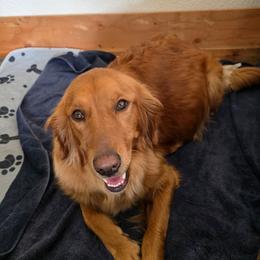 Miranda - Dark golden female Golden Retriever puppy in Lebanon, Oregon from SnowPeakPaws