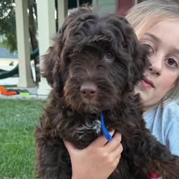 Ford - Brown male Bernedoodle puppy in Horseshoe Bend, Idaho from Over the Moon Poodles and Doodles