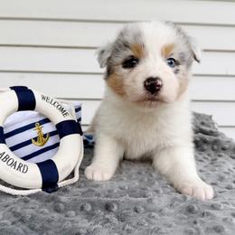 Crew - Blue merle male Australian Shepherd puppy in Kearney, Nebraska from Helix Aussies