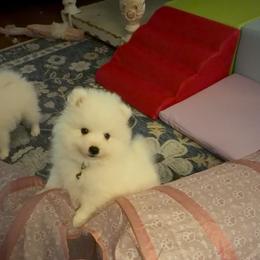Blue - White male Japanese Spitz puppy in Madison, Alabama from Cinabell Japenese Spitz