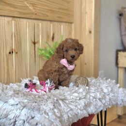 F1B Meet Sasha :) - Red female Cavapoo puppy in Centerville, Iowa from Barnyard Dachshunds, Dals & Doodles