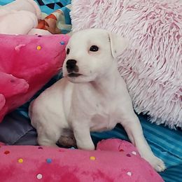 Boy 2 - White Jack Russell Terrier puppy in California from Kimberlite