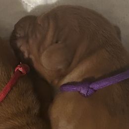 Girl 2 - Red golden Wirehaired Vizsla puppy in Pittsburgh, Pennsylvania from Kendra Breeding