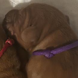 Girl 2 - Red golden Wirehaired Vizsla puppy in Pittsburgh, Pennsylvania from Kendra Breeding