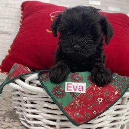 Poodle, Yorkipoo, and Yorkshire Terrier Puppies from Star Catcher Pups