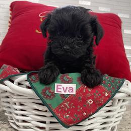 Poodle, Yorkipoo, and Yorkshire Terrier Puppies from Star Catcher Pups