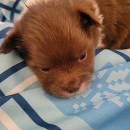 Pomeranians from Fendi's Poms