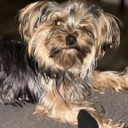 Teddy - Yorkshire Terrier