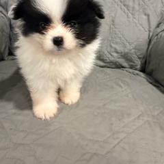 Pannda - Black parti male Pomeranian puppy in Salem, Oregon from PNW Dynasty Poms