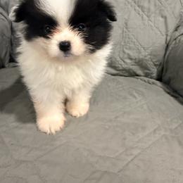 Pannda - Black parti male Pomeranian puppy in Salem, Oregon from PNW Dynasty Poms