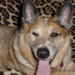 Australian Cattle Dogs from G'day Mates Cattle Dogs