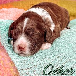 Ocher - Chocolate female Australian Labradoodle puppy in Decatur, Alabama from Southern Meadows Doodles