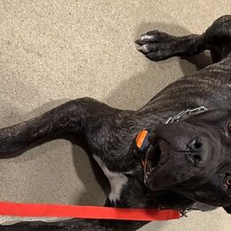 Cane Corso from Carter’s Corso