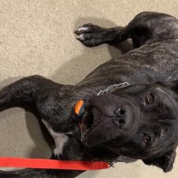 Cane Corso from Carter’s Corso